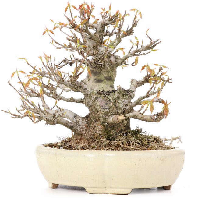 Acer buergerianum, 16,5 cm, ± 20 years old