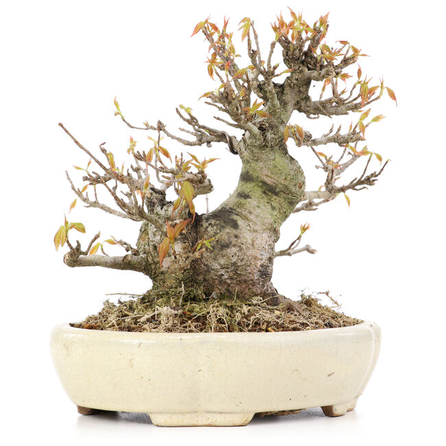 Acer buergerianum, 16,5 cm, ± 20 jaar oud