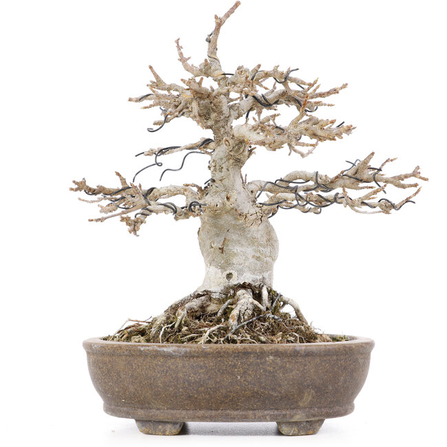 Acer buergerianum, 18 cm, ± 20 ans
