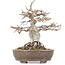 Acer buergerianum, 18 cm, ± 20 ans