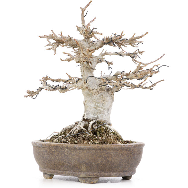 Acer buergerianum, 18 cm, ± 20 anni