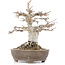 Acer buergerianum, 18 cm, ± 20 ans