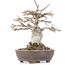 Acer buergerianum, 18 cm, ± 20 ans