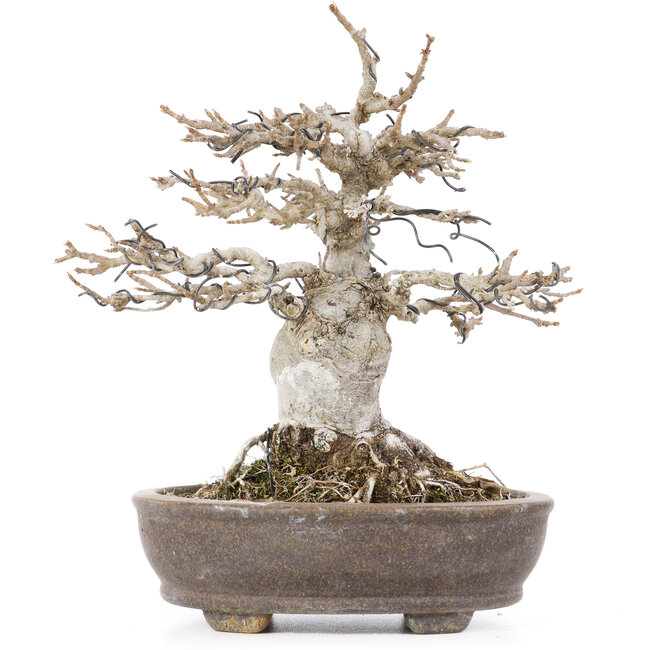 Acer buergerianum, 18 cm, ± 20 years old