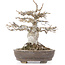Acer buergerianum, 18 cm, ± 20 ans