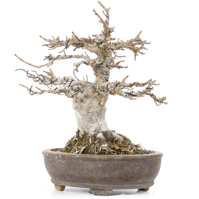 Acer buergerianum, 18 cm, ± 20 years old