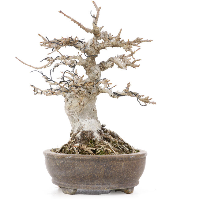 Acer buergerianum, 18 cm, ± 20 años