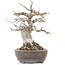 Acer buergerianum, 18 cm, ± 20 ans