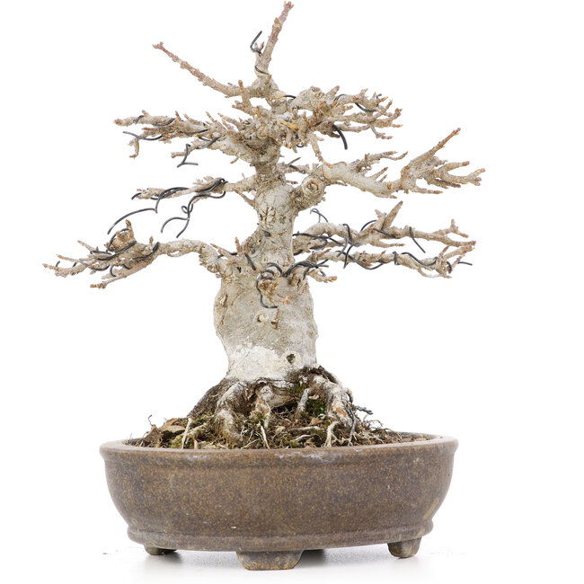 Acer buergerianum, 18 cm, ± 20 years old