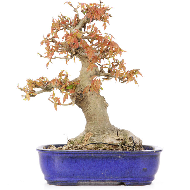 Acer buergerianum, 19 cm, ± 20 anni