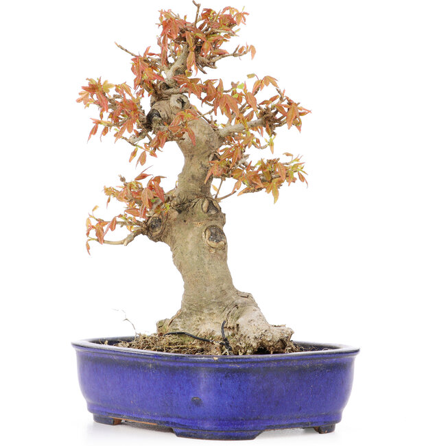 Acer buergerianum, 19 cm, ± 20 Jahre alt