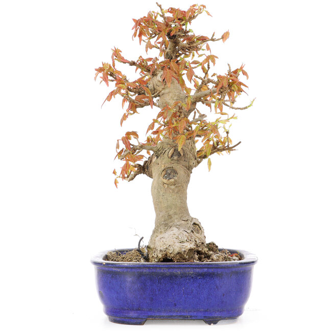 Acer buergerianum, 19 cm, ± 20 years old