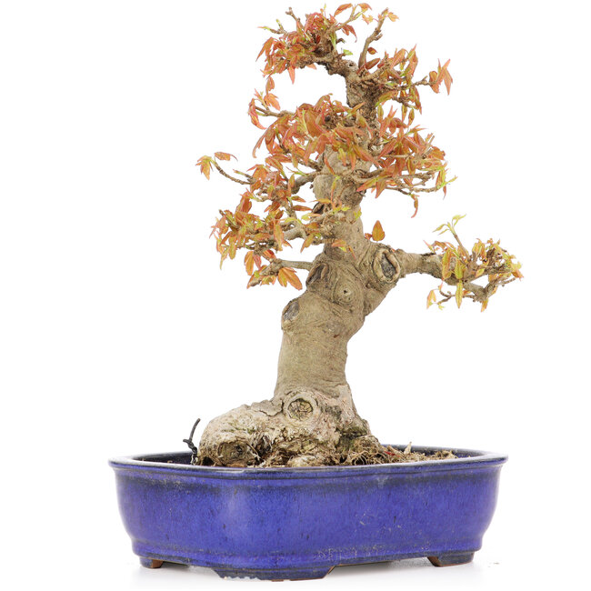 Acer buergerianum, 19 cm, ± 20 Jahre alt