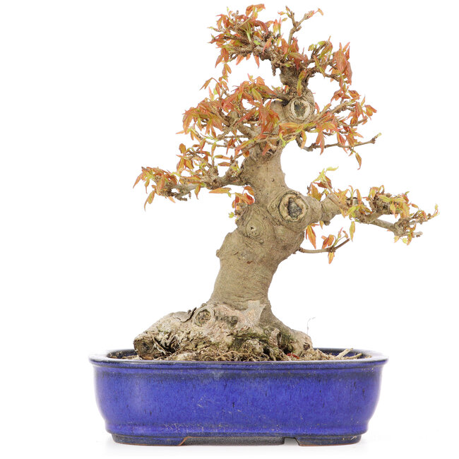 Acer buergerianum, 19 cm, ± 20 jaar oud