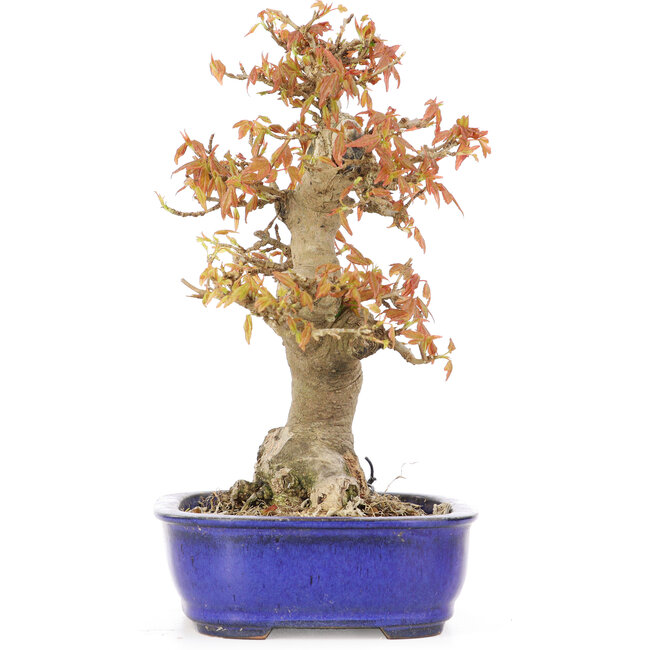 Acer buergerianum, 19 cm, ± 20 years old