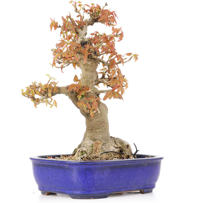 Acer buergerianum, 19 cm, ± 20 Jahre alt
