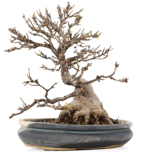 Acer buergerianum, 22 cm, ± 20 años, con un nebari de aproximadamente 10 cm