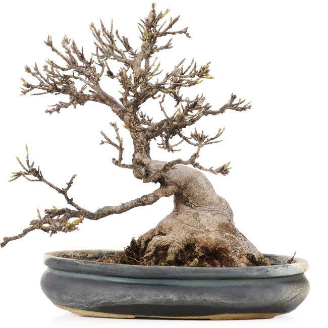 Acer buergerianum, 22 cm, ± 20 Jahre alt, mit einem Nebari von etwa 10 cm