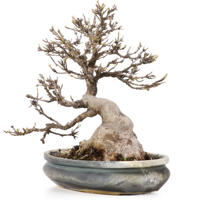 Acer buergerianum, 22 cm, ± 20 ans, avec un nebari d'environ 10 cm