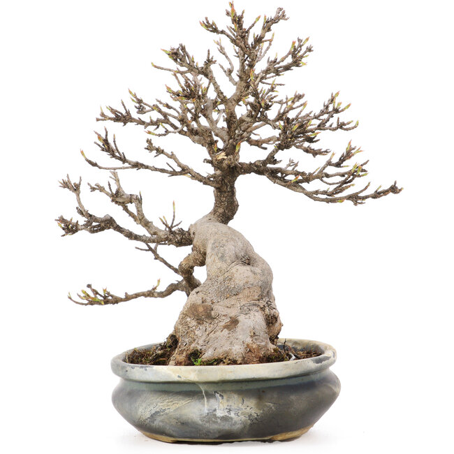 Acer buergerianum, 22 cm, ± 20 ans, avec un nebari d'environ 10 cm