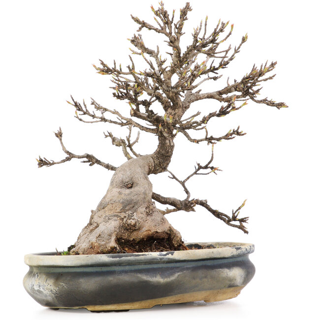 Acer buergerianum, 22 cm, ± 20 years old, with a nebari of approximately 10 cm