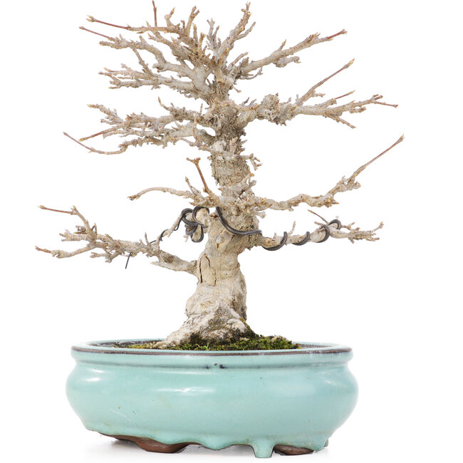 Acer buergerianum, 21,5 cm, ± 20 years old