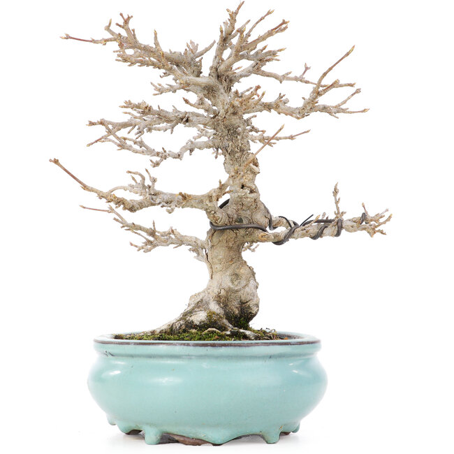 Acer buergerianum, 21,5 cm, ± 20 Jahre alt