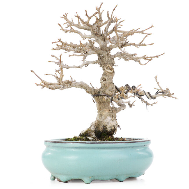 Acer buergerianum, 21,5 cm, ± 20 jaar oud