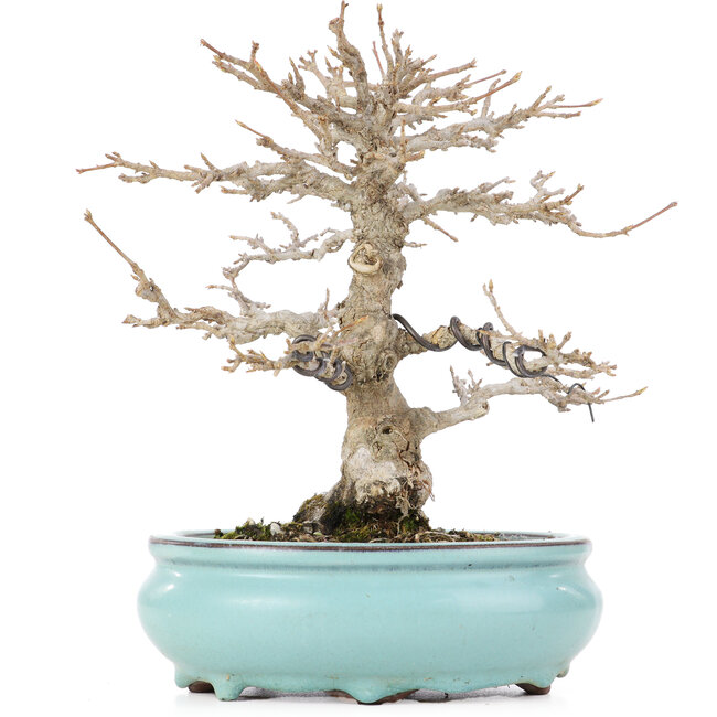 Acer buergerianum, 21,5 cm, ± 20 Jahre alt