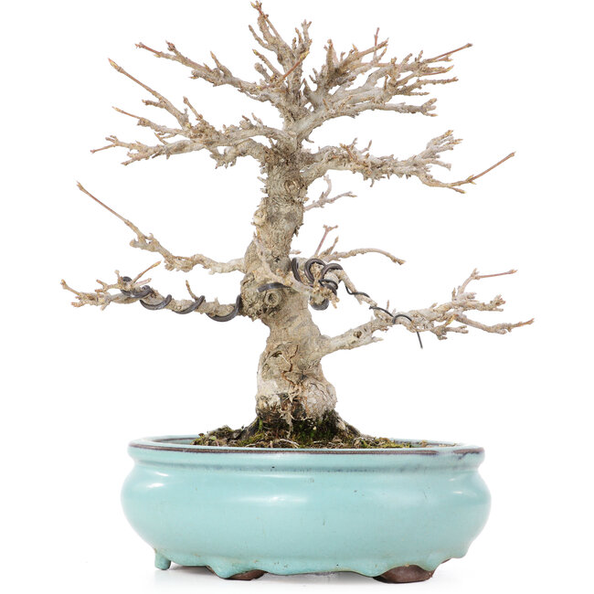 Acer buergerianum, 21,5 cm, ± 20 anni