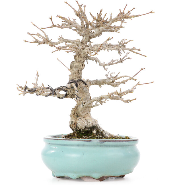 Acer buergerianum, 21,5 cm, ± 20 Jahre alt