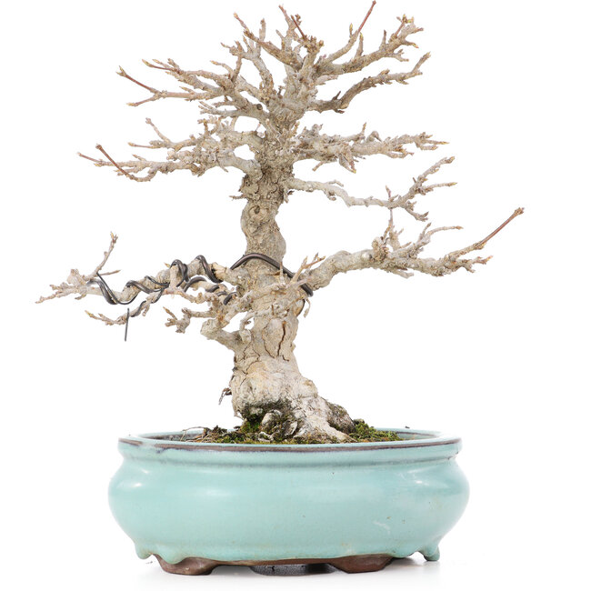 Acer buergerianum, 21,5 cm, ± 20 Jahre alt