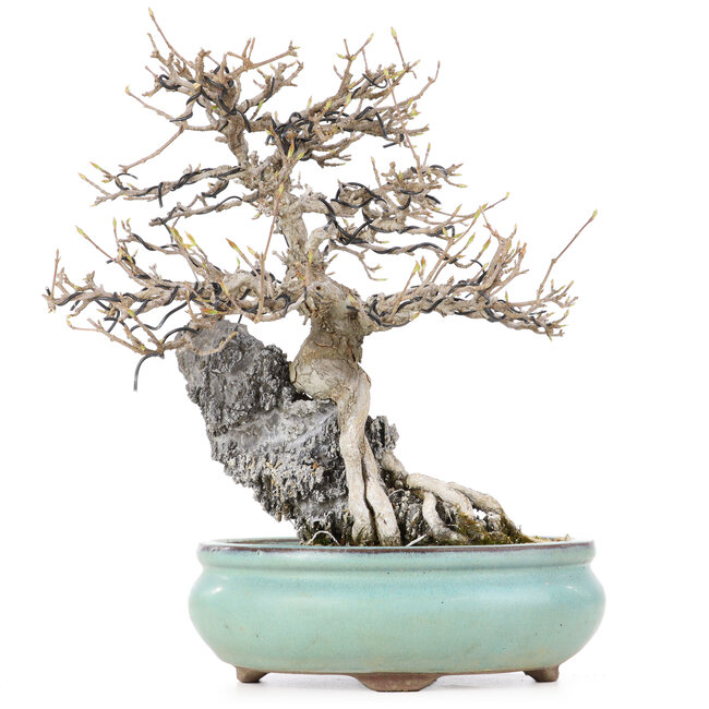 Acer buergerianum, 23,5 cm, ± 20 ans