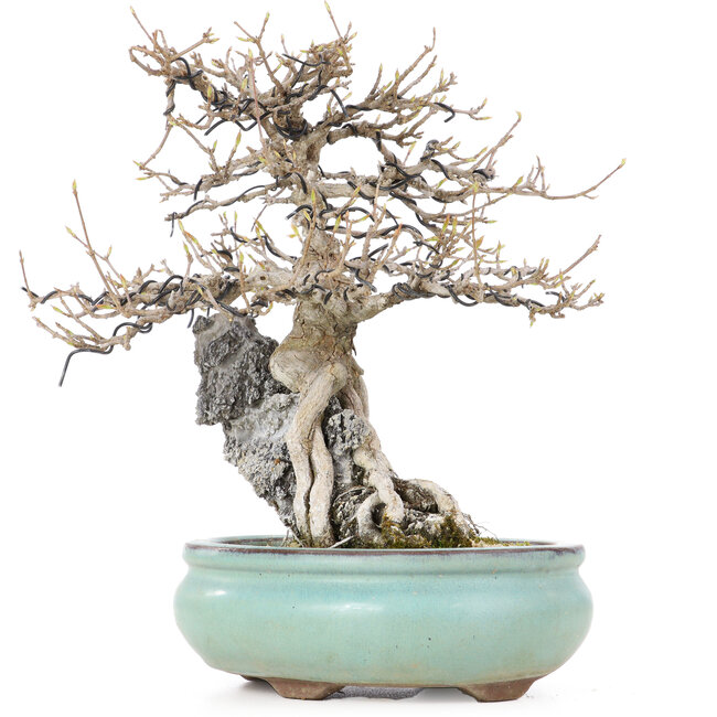 Acer buergerianum, 23,5 cm, ± 20 jaar oud