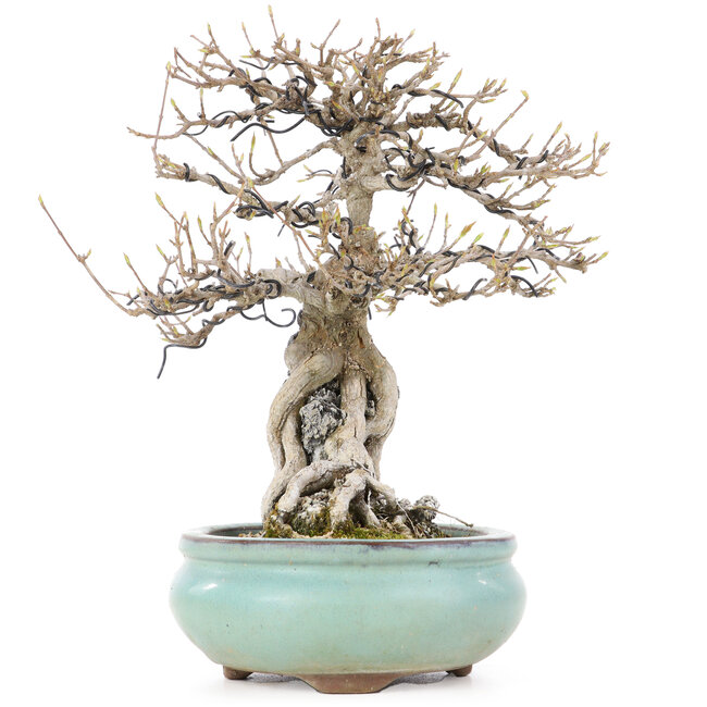 Acer buergerianum, 23,5 cm, ± 20 jaar oud