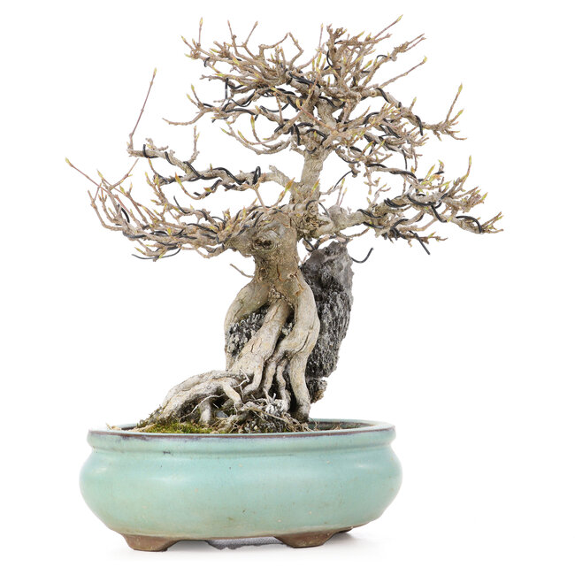 Acer buergerianum, 23,5 cm, ± 20 jaar oud