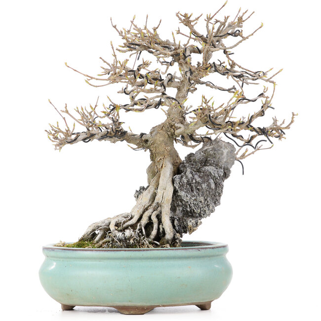 Acer buergerianum, 23,5 cm, ± 20 años