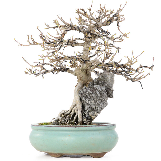 Acer buergerianum, 23,5 cm, ± 20 años