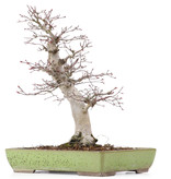 Acer palmatum Deshojo, 35 cm, ± 20 years old