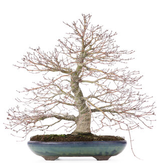 Acer palmatum, 38 cm, ± 30 anni