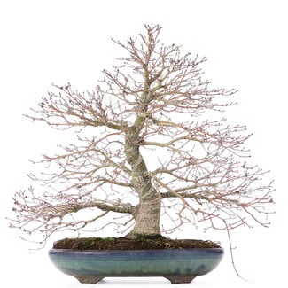 Acer palmatum, 38 cm, ± 30 años