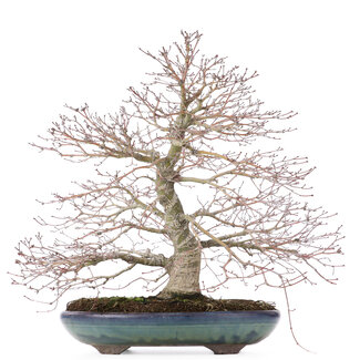 Acer palmatum, 38 cm, ± 30 years old