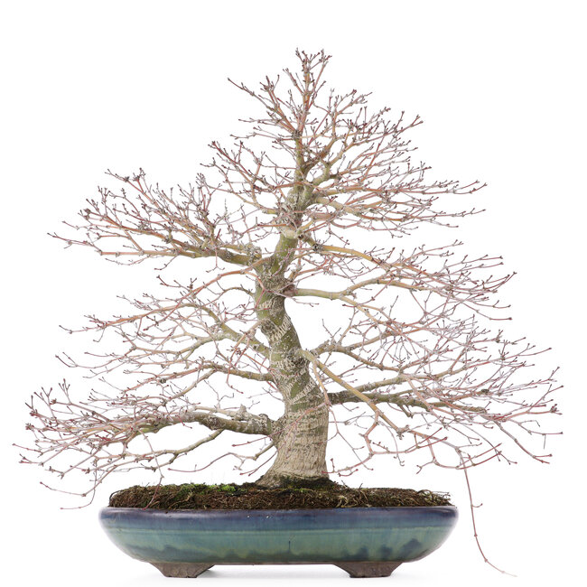 Acer palmatum, 38 cm, ± 30 años, con un nebari bellamente extendido