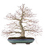 Acer palmatum, 38 cm, ± 30 anni, con un nebari ben disteso