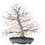 Acer palmatum, 38 cm, ± 30 anni, con un nebari ben disteso