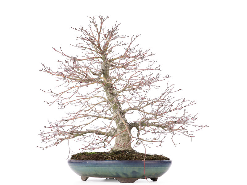 Acer palmatum, 38 cm, ± 30 jaar oud, met een mooi uitgespreide nebari