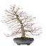 Acer palmatum, 38 cm, ± 30 anni, con un nebari ben disteso