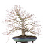 Acer palmatum, 38 cm, ± 30 anni, con un nebari ben disteso