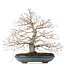 Acer palmatum, 38 cm, ± 30 anni, con un nebari ben disteso