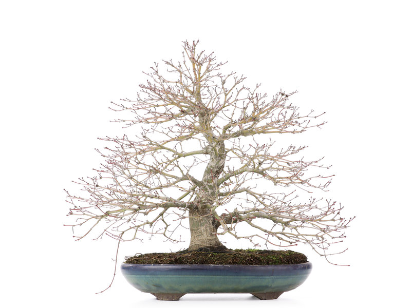 Acer palmatum, 38 cm, ± 30 jaar oud, met een mooi uitgespreide nebari